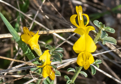Genista pilosa