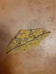 Eacles imperialis