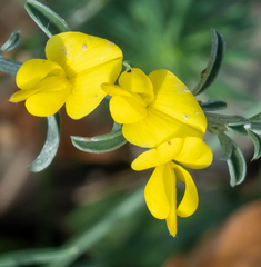 Genista pilosa