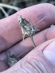 Centaurea solstitialis