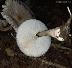 Leucoagaricus
