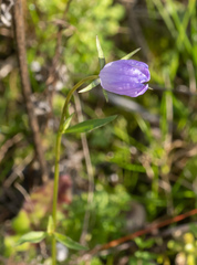 Campanula rotundifolia