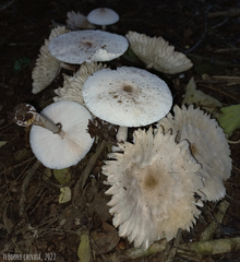 Leucoagaricus