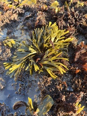 Pelvetiopsis limitata