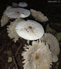 Leucoagaricus