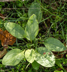 Cynoglossum officinale