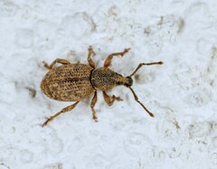 Otiorhynchus singularis