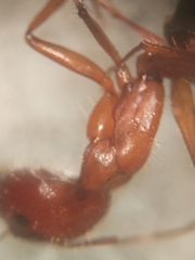 Camponotus bonariensis