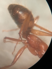 Camponotus bonariensis