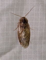 Corydiidae