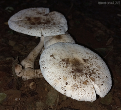 Leucoagaricus