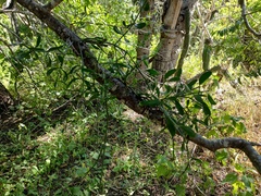 Phoradendron californicum