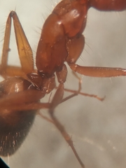 Camponotus bonariensis