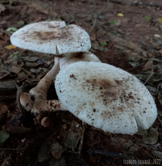 Leucoagaricus