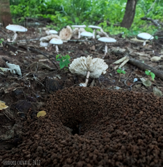Leucoagaricus