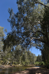 Melaleuca fluviatilis