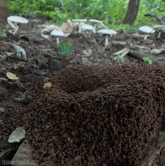 Leucoagaricus