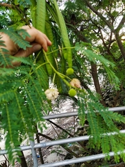 Leucaena leucocephala image