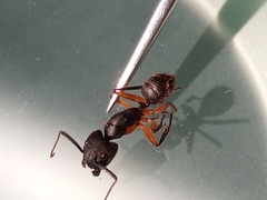 Camponotus renggeri