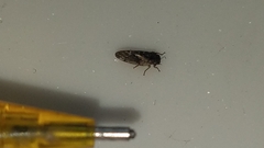 Pachypsylla celtidisvesicula