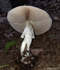 Agaricus