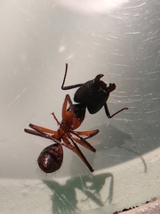 Camponotus renggeri
