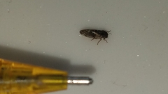 Pachypsylla celtidisvesicula