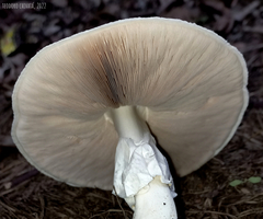 Agaricus