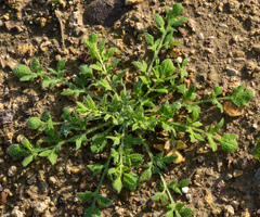 Papaver rhoeas