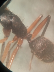 Camponotus renggeri