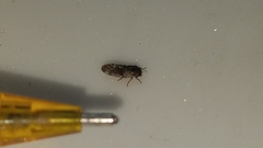 Pachypsylla celtidisvesicula