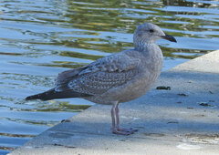 Larus argentatus × glaucescens