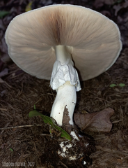Agaricus