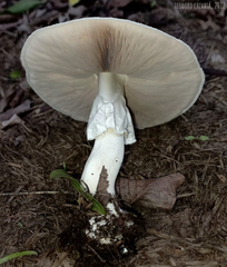 Agaricus