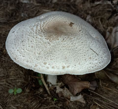 Agaricus