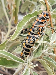 Dactylotum bicolor