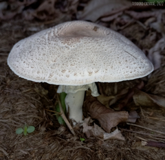 Agaricus