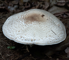 Agaricus