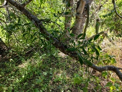 Phoradendron californicum