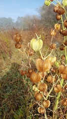 Physalis nicandroides