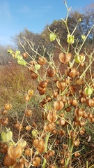 Physalis nicandroides