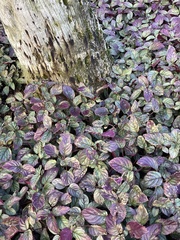 Hemigraphis alternata