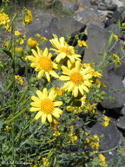 Senecio nigrescens