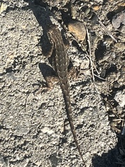 Sceloporus occidentalis occidentalis