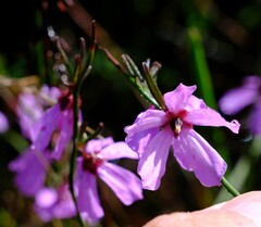 Tetratheca confertifolia