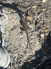 Sceloporus occidentalis occidentalis