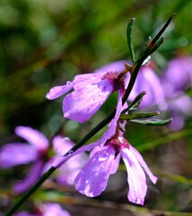 Tetratheca confertifolia