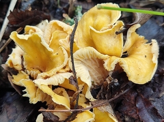 Cantharellus