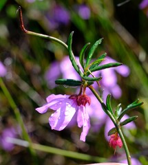 Tetratheca confertifolia