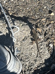 Sceloporus occidentalis occidentalis